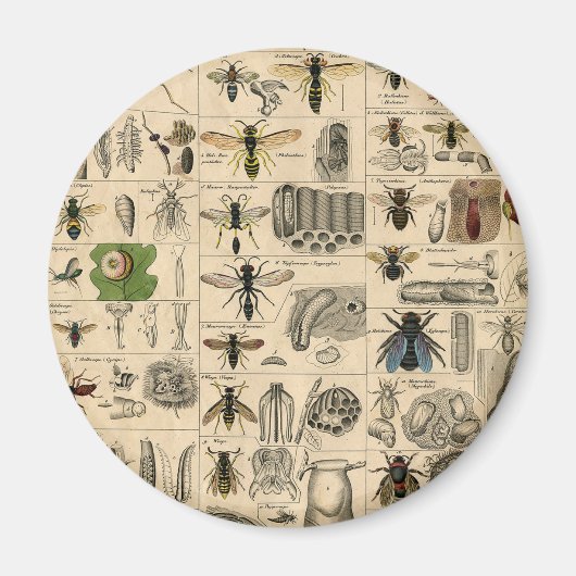 Aimant Abeille Insecte Bug Wasp Nature Peinture des abeil (Devant)