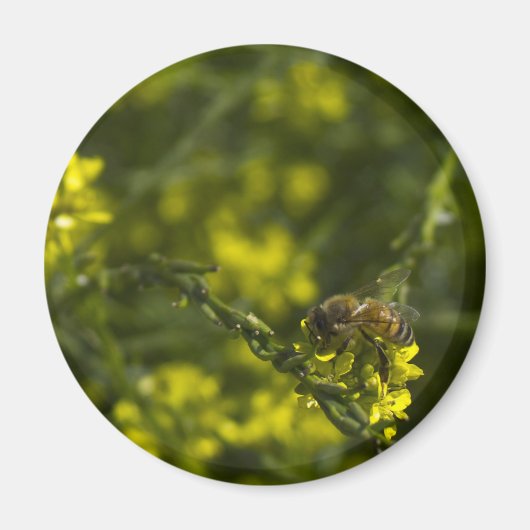 Aimant Abeille occupée (Devant)