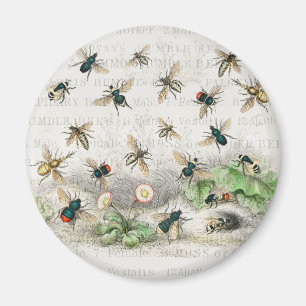 Aimant Abeille Reine Entomologie Botanique Vintage