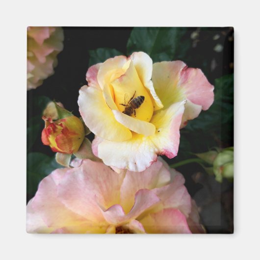 Aimant Abeille sur roses rose jaune Fleurs (Devant)