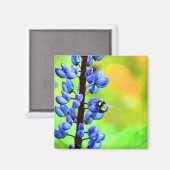Aimant Abeille sur une photo de Lupin (Recto/Verso)