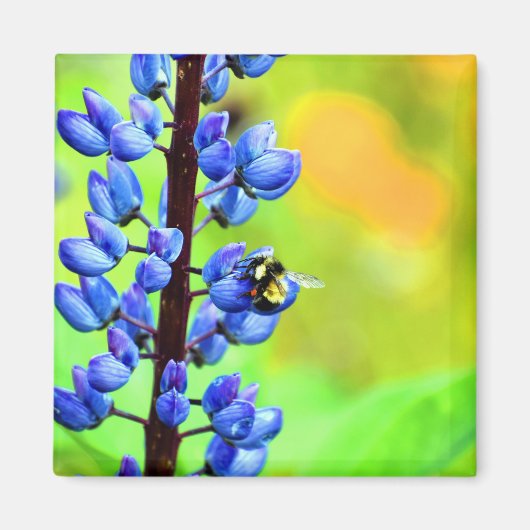 Aimant Abeille sur une photo de Lupin (Devant)