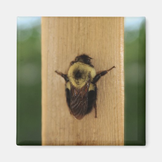 Aimant Abeille-zilla (Devant)