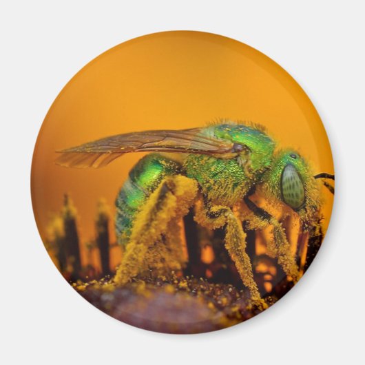 Aimant Abeilles à sueur verte Iridescente (Devant)