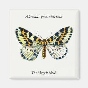 Aimant Abraxas grand ulariata, The Magpie Moth Color Imag