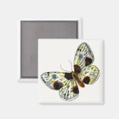 Aimant Abraxas sylvata - La papillon de papillon (Recto/Verso)