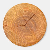Acacia Arbre Section large Magnat rond