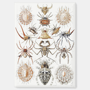 Aimant Academia Noire Haeckel Vintage Araignée Symétrie A