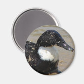 Aimant Accélérer le canard (Recto/Verso)