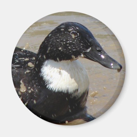 Aimant Accélérer le canard (Devant)