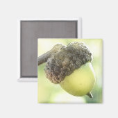 Aimant Acorn (Recto/Verso)