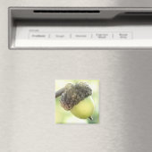 Aimant Acorn (In Situ (Lave-vaisselle))
