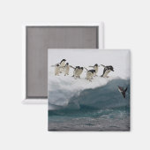 Aimant Adelie Penguins plongée dans la mer Paulette (Recto/Verso)