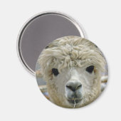 Aimant Adorable (Recto/Verso)