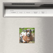 Aimant Adorable bébé chèvre enfant (In Situ (Lave-vaisselle))