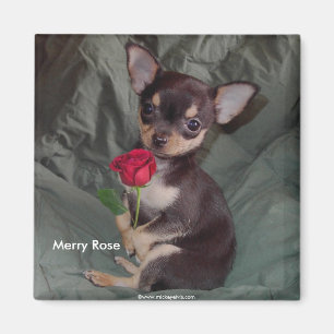 Aimant Adorable Bébé mignon Chihuahua Joyeux Rose