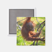 Aimant adorable bébé orangutan (Recto/Verso)
