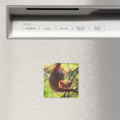 Aimant adorable bébé orangutan (In Situ (Lave-vaisselle))