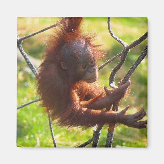 Aimant adorable bébé orangutan (Devant)