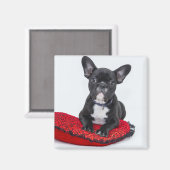 Aimant Adorable Black and White Bulldog Puppy Photo (Recto/Verso)