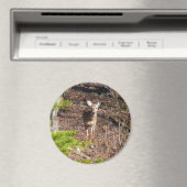 Aimant Adorable Cerf dans les Bois Photographie de la nat (In Situ (Lave-vaisselle))