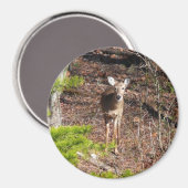 Aimant Adorable Cerf dans les Bois Photographie de la nat (Recto/Verso)