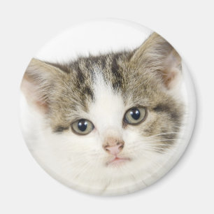Aimant Adorable, chat mignon / chaton