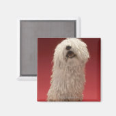 Aimant adorable chien Komondor (Recto/Verso)