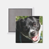 Aimant Adorable Chorkie Puppy (Recto/Verso)