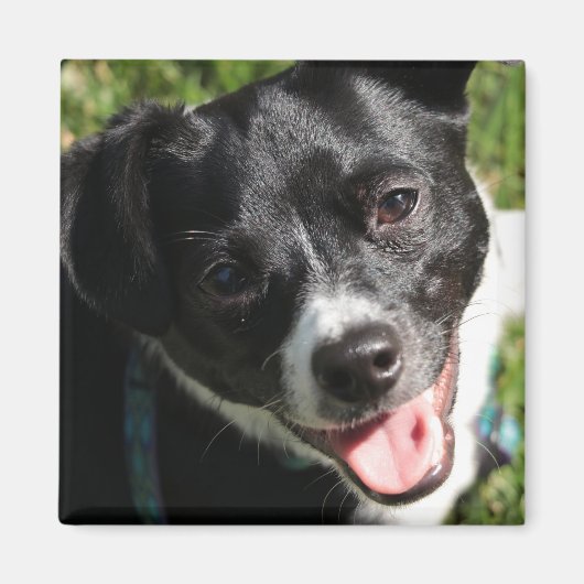 Aimant Adorable Chorkie Puppy (Devant)