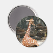 Aimant adorable Giraffe assise (Recto/Verso)