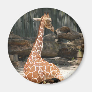 Aimant adorable Giraffe assise