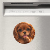 Aimant Adorable Ruby Cavalier Spaniel (In Situ (Lave-vaisselle))