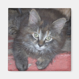 Aimant Adorable Tortie Kitten