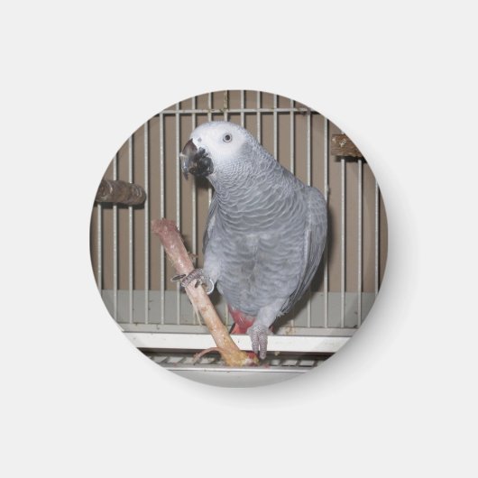 Aimant African Grey Parrot mangeant un os de poulet (Devant)