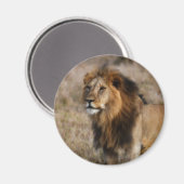 Aimant African Lion (Recto/Verso)