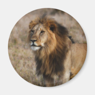 Aimant African Lion