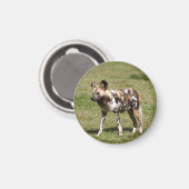 Aimant african-wild-dog-016 (Recto/Verso)