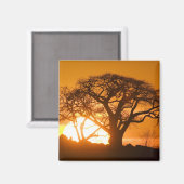 Aimant Afrique, Botswana, Coucher de soleil silhouette Ba (Recto/Verso)