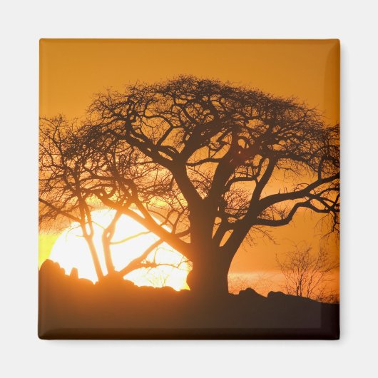 Aimant Afrique, Botswana, Coucher de soleil silhouette Ba (Devant)