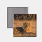 Aimant Afrique, Botswana, delta de l'Okavango. Lion (Pant (Recto/Verso)