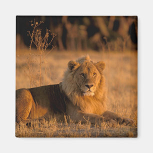 Aimant Afrique, Botswana, delta de l'Okavango. Lion (Pant