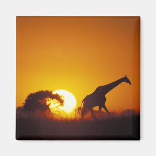 Aimant Afrique, Botswana, Parc national de Chobe, Girafe
