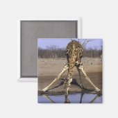 Aimant Afrique, Botswana, Parc national de Chobe, Giraffe (Recto/Verso)