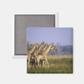 Aimant Afrique, Botswana, Réserve de jeu de Moremi (Recto/Verso)