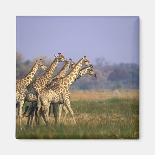 Aimant Afrique, Botswana, Réserve de jeu de Moremi (Devant)