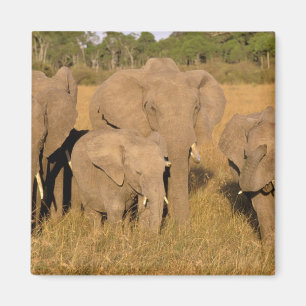 Aimant Afrique, Kenya, Masai Mara. Éléphant d'Afrique