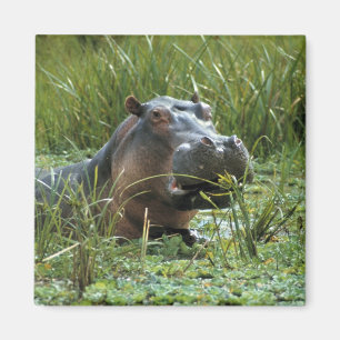 Aimant Afrique, Kenya, Masai Mara NR. Une hippopotame mèr