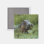 Aimant Afrique, Kenya, Masai Mara NR. Une mère hippo (Recto/Verso)