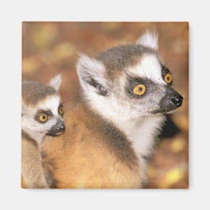 Aimant Afrique, Madagascar, Berenty Private Reserve.